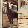 Photo of RAMM Horse Fencing & Stalls