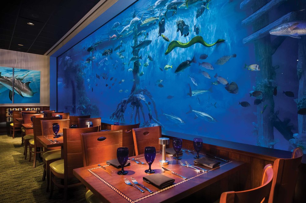 SWIM WITH THE FISH AT RUMFISH GRILL 11 Photos 6000 Gulf Blvd, St
