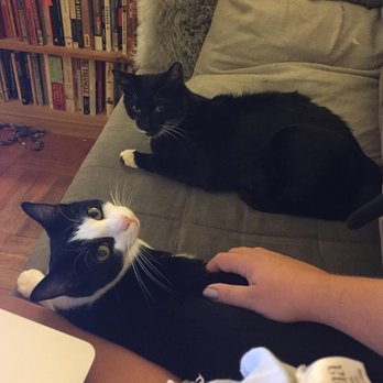 Brooklyn Animal Action - My two BAA "alumni", two years after being adopted! - Community Service/Non-Profit Near Me