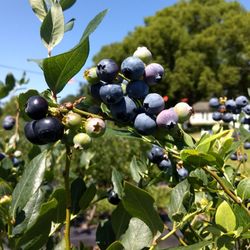 Blueberry Downs - Great blueberries..
