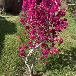 Little Giant Nursery & Topiary - Beautiful blooming pink tree