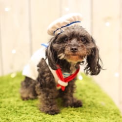 Hachi - sailor costume