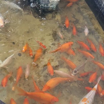 Empire Buffet - Goldfish! - Buffets Near Me - Moreno Valley, California
