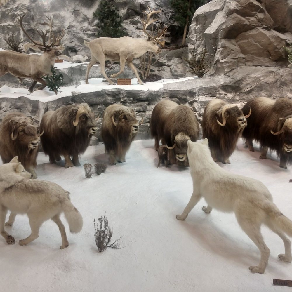 Cabela's - Mounts - Outdoor Gear Near Me - Dundee, Michigan Cabela's - Mounts - Outdoor Gear Near Me - Dundee, Michigan