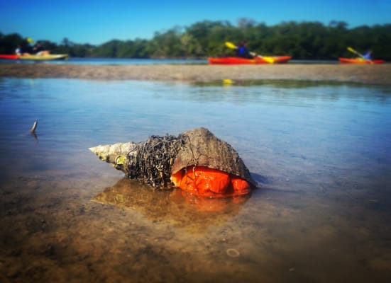 Rising Tide Explorers by null