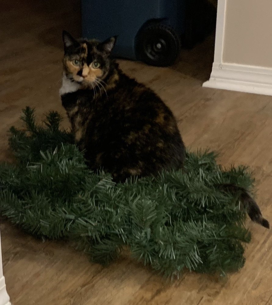 ANIMAL HOSPITAL OF MOBILE Updated September 2024 11 Photos & 11