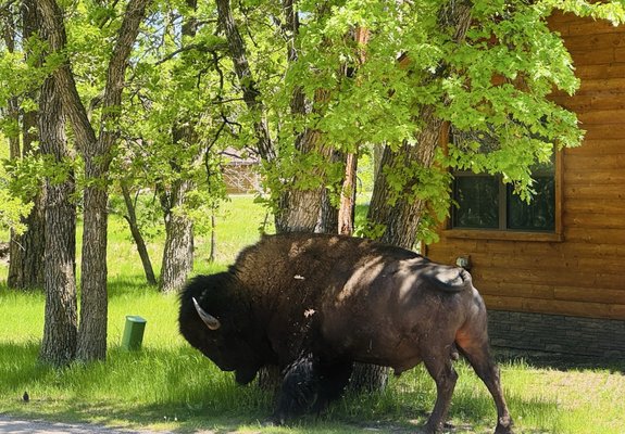 State Game Lodge by null