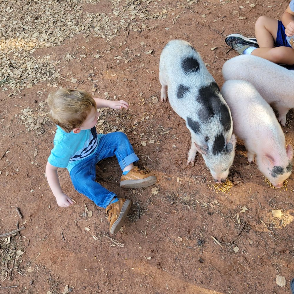 Parkhurst Pumpkin Patch - Pumpkin Patches Near Me - Arcadia, Oklahoma