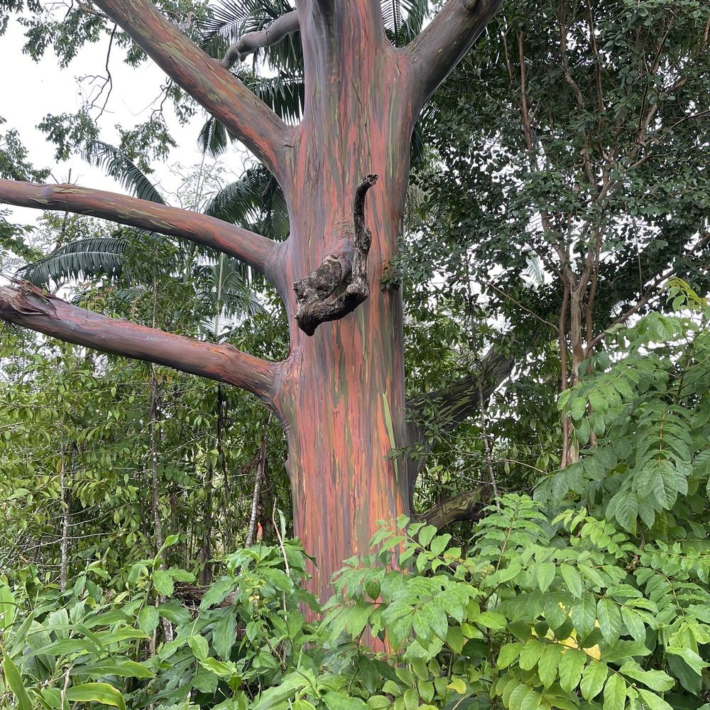 Sandy Cheeks Tours - Eucalyptus trees - Tours Near Me Sandy Cheeks Tours - Eucalyptus trees - Tours Near Me