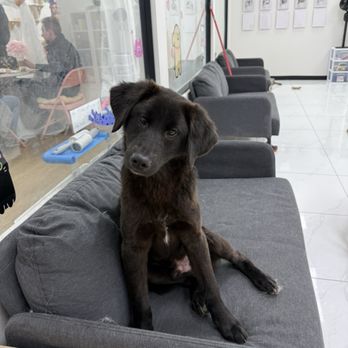 Wonder Pet Cafe - Themed Cafes Near Me - Toronto, Ontario