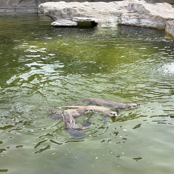 Bearizona - Otters - Zoos Near Me - Williams, Arizona