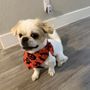 Woof Gang Bakery & Grooming