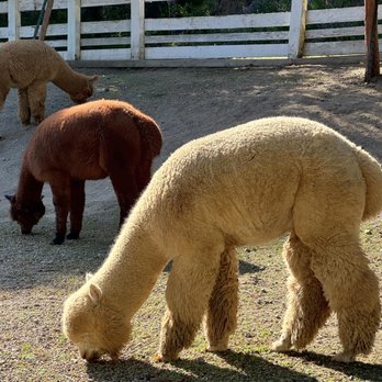 R2 Hillside Ranch - Alpacas grazing - Ranches Near Me - Watsonville, California