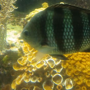 St Lucie County Aquarium - Fishiee - Museums Near Me - Fort Pierce, Florida St Lucie County Aquarium - Fishiee - Museums Near Me - Fort Pierce, Florida
