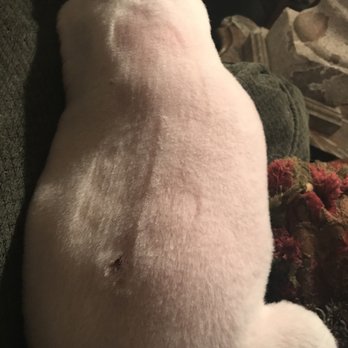 Ruffit - Preston Forest by CityVet - Pet Groomers Near Me - Dallas, Texas
