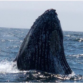 Discovery Whale Watch - Whale Watching Tours Near Me - Monterey, California