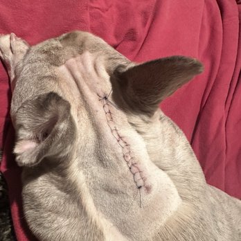 Bay Area Vet MRI - Back home from surgery - Veterinarians Near Me - San Mateo, California Bay Area Vet MRI - Back home from surgery - Veterinarians Near Me - San Mateo, California