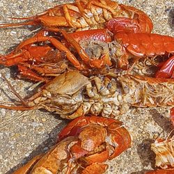 America's Best Crawfish