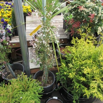Tony's Garden Center - Jasmine - Nurseries & Gardening Near Me - Portland, Oregon Tony's Garden Center - Jasmine - Nurseries & Gardening Near Me - Portland, Oregon