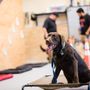 Photo of Kaliber Canine