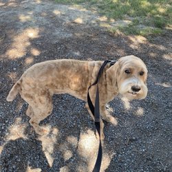 Jee Jac Kennels - Nelson