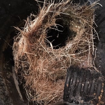 Balanced Plumbing - Sump pit maintenance, removing roots that's decided to grow in a sump pit. - Plumbing Near Me - Sycamore, Illinois