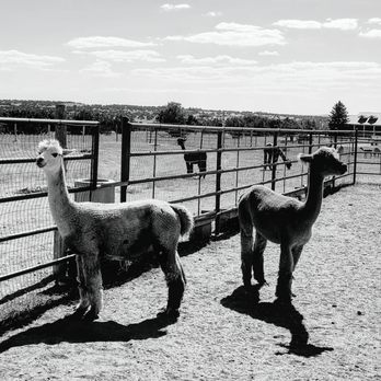 Que Sera Alpacas - B/W Que Sera Alpacas - Ranches Near Me - Santa Fe, New Mexico Que Sera Alpacas - B/W Que Sera Alpacas - Ranches Near Me - Santa Fe, New Mexico