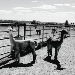 Que Sera Alpacas - B/W Que Sera Alpacas