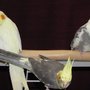 Photo of Birds of Paradise From Wall Seed