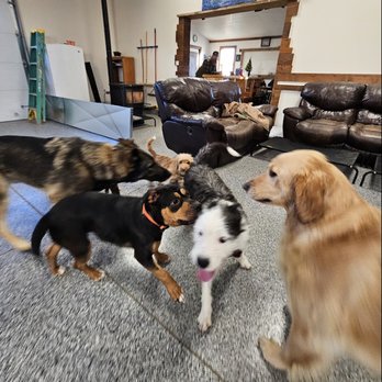 Pawliday Inn - Pet Boarding Near Me - Belgrade, Montana Pawliday Inn - Pet Boarding Near Me - Belgrade, Montana