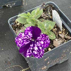 Vilt's Greenhouse