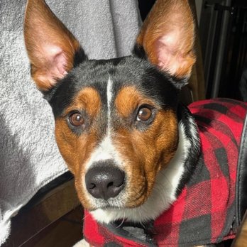 Barking Bubbles - This is our boy DuKe - Pet Groomers Near Me - belchertown, Massachusetts Barking Bubbles - This is our boy DuKe - Pet Groomers Near Me - belchertown, Massachusetts