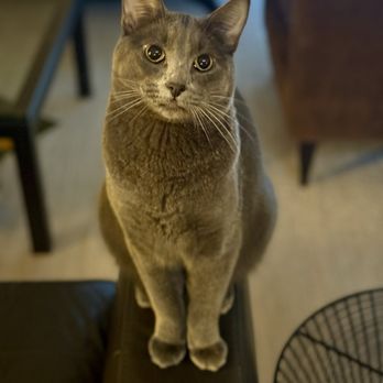 Tuttle’s Pet Sitting - Finn - Pet Sitting Near Me Tuttle’s Pet Sitting - Finn - Pet Sitting Near Me