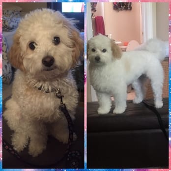 Petco - Before and After of Luna. She's been prancing around feeling so good about herself. Thank you Veronica and petco! - Pet Stores Near Me - Las Vegas, Nevada