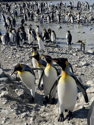 Lindblad Expeditions by null