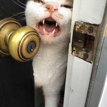 West Seattle Cat Care - Pet Sitting Near Me - Seattle, Washington West Seattle Cat Care - Pet Sitting Near Me - Seattle, Washington