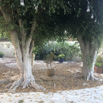 Discount Tree Care Arborist - Crazy roots - Tree Services Near Me - Long Beach, California