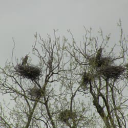 Audubon Wetlands Preserve