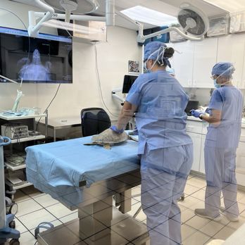 The Turtle Hospital - Veterinarians Near Me - Marathon, Florida