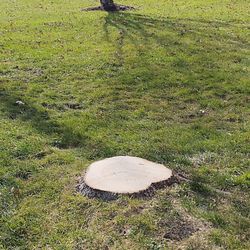 Central Jersey Tree Services - No stump grinding, took it as low as I wanted.