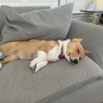 Hearts and Paws - Fast asleep after bringing her home.  They always say a happy dog is a tired dog... - Pet Training Near Me - Austin, Texas