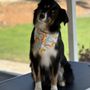 Photo of Euphoric Pet Grooming