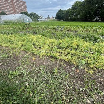Ohio City Farm - CSA Near Me - Cleveland, Ohio Ohio City Farm - CSA Near Me - Cleveland, Ohio