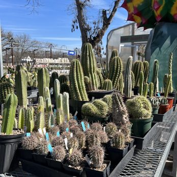 East Austin Succulents - Gardeners Near Me - Austin, Texas East Austin Succulents - Gardeners Near Me - Austin, Texas