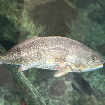 Bass Pro Shops - Grapevine - Hunting & Fishing Supplies Near Me - Grapevine, Texas