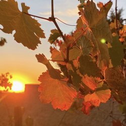 Toasted Oak Winery - Fall sunset