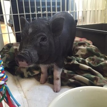 SoCalMiniPigs - Bjorn born on June 18, 2016. Still cute as a button to this day. - Pet Breeders Near Me - Valley Center, California