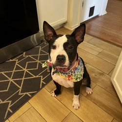Hair Of The Dog - Pepper