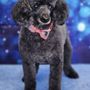 Photo of Vickie's Pampered Pet