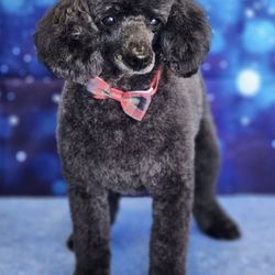 Vickie's Pampered Pet - Looking snazzy